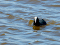 Focha común - Fulica atra - Fotja comuna