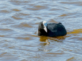 Focha común - Fulica atra - Fotja comuna