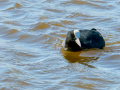 Focha común - Fulica atra - Fotja comuna