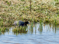 Focha común - Fulica atra - Fotja comuna