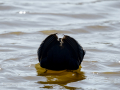 Focha común - Fulica atra - Fotja comuna