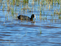 Focha común - Fulica atra - Fotja comuna