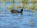Focha común - Fulica atra - Fotja comuna