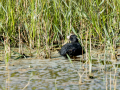 Focha común - Fulica atra - Fotja comuna
