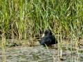 Focha común - Fulica atra - Fotja comuna