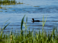 Focha común - Fulica atra - Fotja comuna