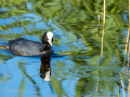 Focha común - Fulica atra - Fotja comuna
