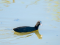 Focha común - Fulica atra - Fotja comuna