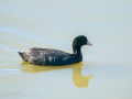 Focha común - Fulica atra - Fotja comuna