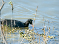 Focha común - Fulica atra - Fotja comuna