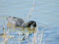 Focha común - Fulica atra - Fotja comuna