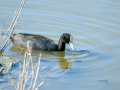 Focha común - Fulica atra - Fotja comuna