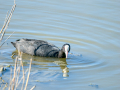 Focha común - Fulica atra - Fotja comuna