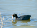Focha común - Fulica atra - Fotja comuna
