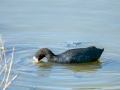 Focha común - Fulica atra - Fotja comuna