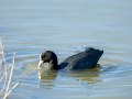 Focha común - Fulica atra - Fotja comuna