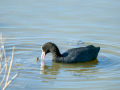 Focha común - Fulica atra - Fotja comuna