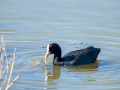 Focha común - Fulica atra - Fotja comuna