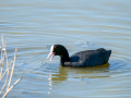Focha común - Fulica atra - Fotja comuna