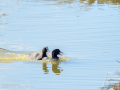 Focha común - Fulica atra - Fotja comuna
