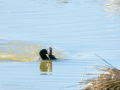 Focha común - Fulica atra - Fotja comuna