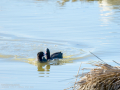 Focha común - Fulica atra - Fotja comuna