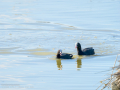 Focha común - Fulica atra - Fotja comuna