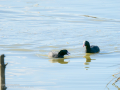 Focha común - Fulica atra - Fotja comuna