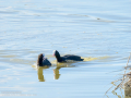 Focha común - Fulica atra - Fotja comuna