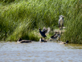 Focha común - Fulica atra - Fotja comuna