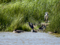 Focha común - Fulica atra - Fotja comuna