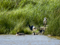 Focha común - Fulica atra - Fotja comuna