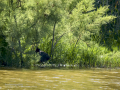 Focha común - Fulica atra - Fotja comuna