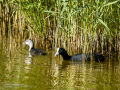 Focha común - Fulica atra - Fotja comuna