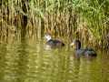 Focha común - Fulica atra - Fotja comuna