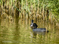 Focha común - Fulica atra - Fotja comuna