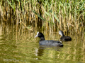 Focha común - Fulica atra - Fotja comuna