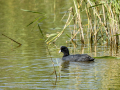 Focha común - Fulica atra - Fotja comuna