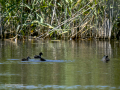 Focha común - Fulica atra - Fotja comuna