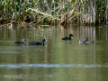 Focha común - Fulica atra - Fotja comuna
