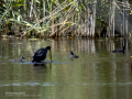 Focha común - Fulica atra - Fotja comuna