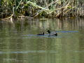 Focha común - Fulica atra - Fotja comuna