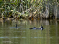 Focha común - Fulica atra - Fotja comuna