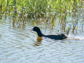 Focha común - Fulica atra - Fotja comuna