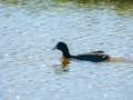 Focha común - Fulica atra - Fotja comuna