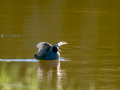 Focha común - Fulica atra - Fotja comuna