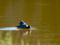 Focha común - Fulica atra - Fotja comuna