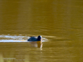 Focha común - Fulica atra - Fotja comuna