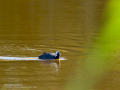 Focha común - Fulica atra - Fotja comuna