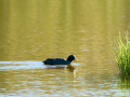 Focha común - Fulica atra - Fotja comuna